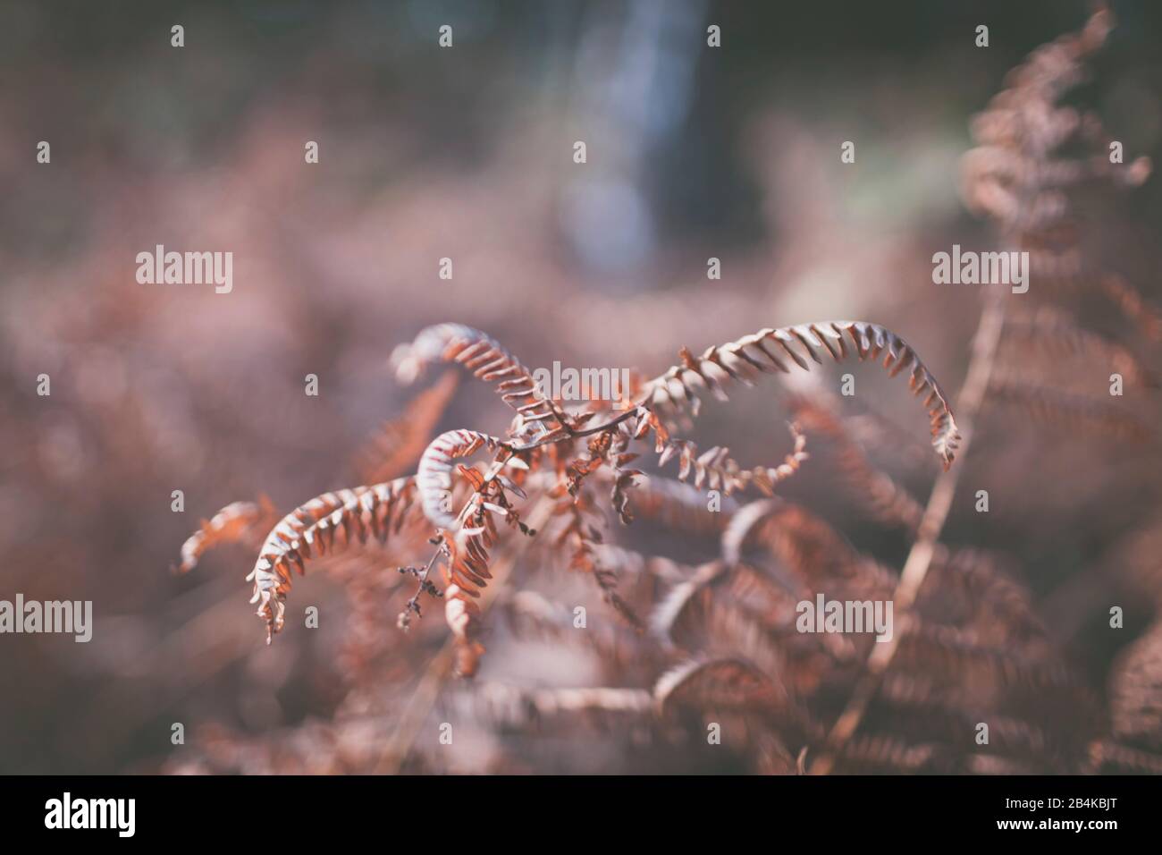 Old withered leaves hi-res stock photography and images - Alamy