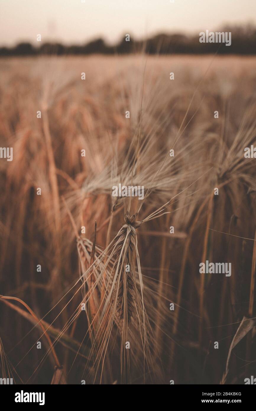 Plant of cereals hi-res stock photography and images - Alamy