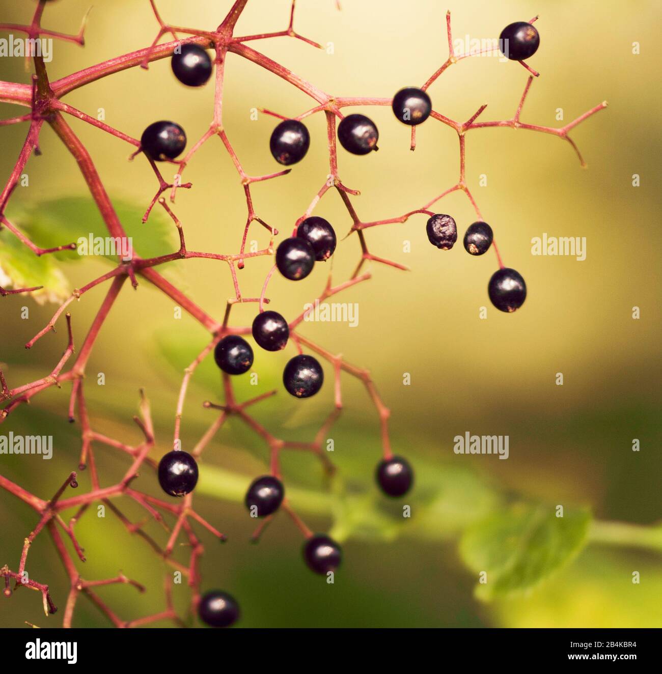 Plant detail, branches with black berries, elderberry, sambucus nigra