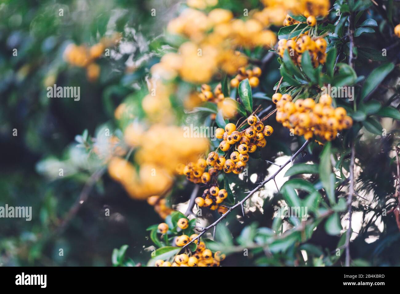 Firethorn yellow berries, close-up, Pyracantha Stock Photo