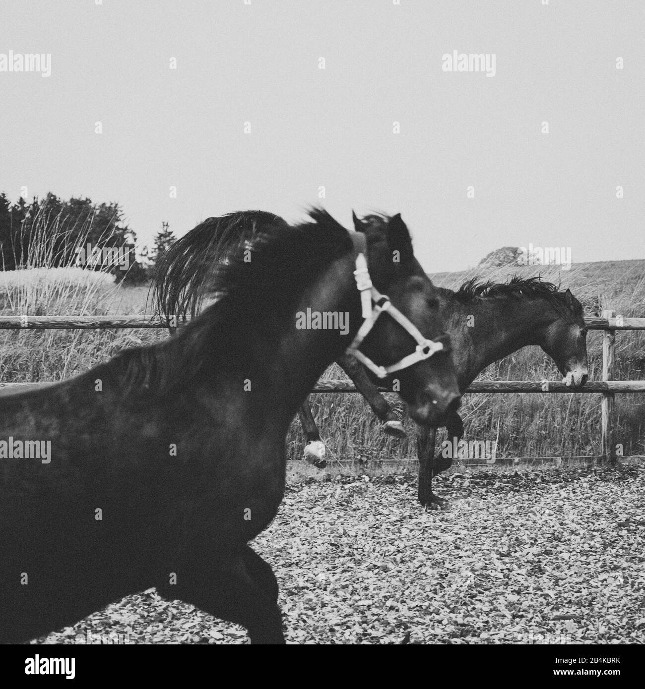 Horses in the paddock, black and white Stock Photo