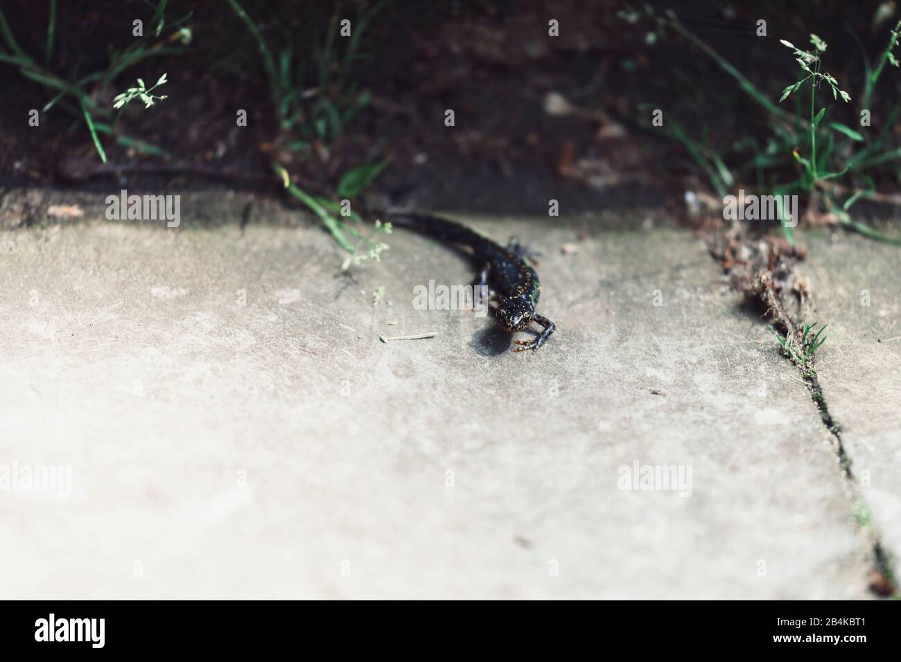 black newt in the garden, caudata, close-up Stock Photo