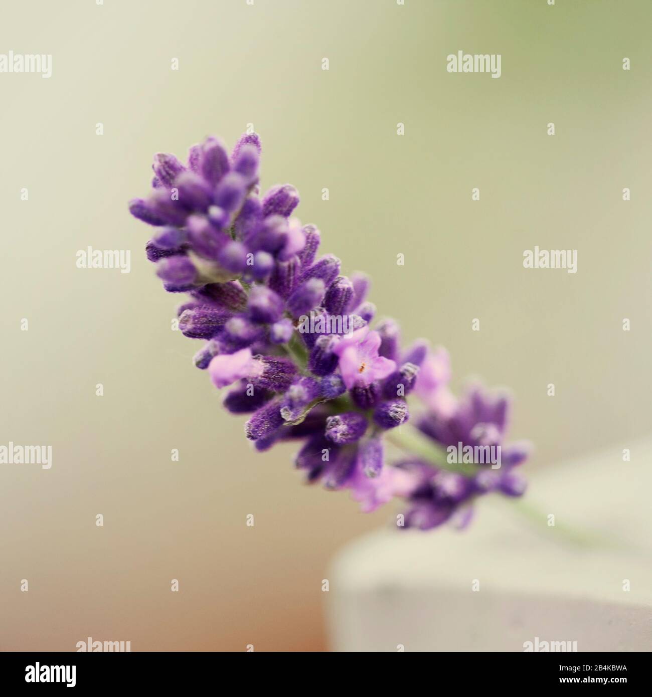 Lavender ear, single, macro, lavandula Stock Photo