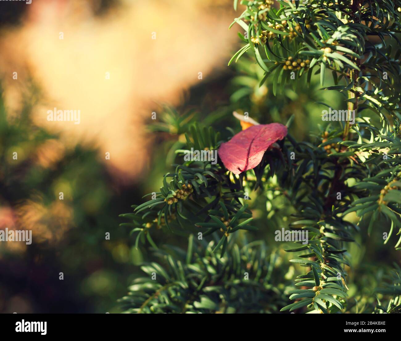 Yew trees with autumn leaves, close-up, taxus Stock Photo