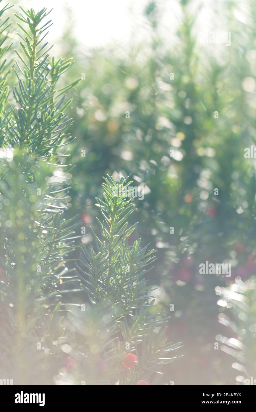 Yew branches in backlight, close-up, taxus Stock Photo