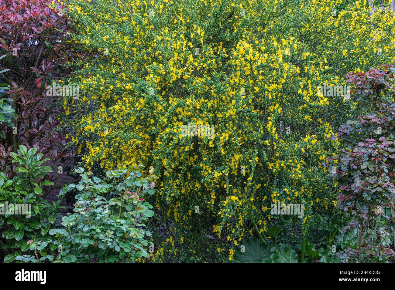 Sweet broom [Sarothamnus scoparius] in bloom Stock Photo Alamy