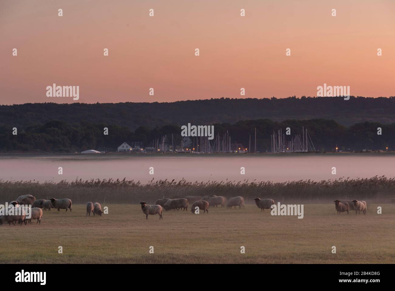 Germany, Mecklenburg-Vorpommern, Hiddensee, view of a meadow with sheep, fog veil, harbor monastery, sailboats. Stock Photo