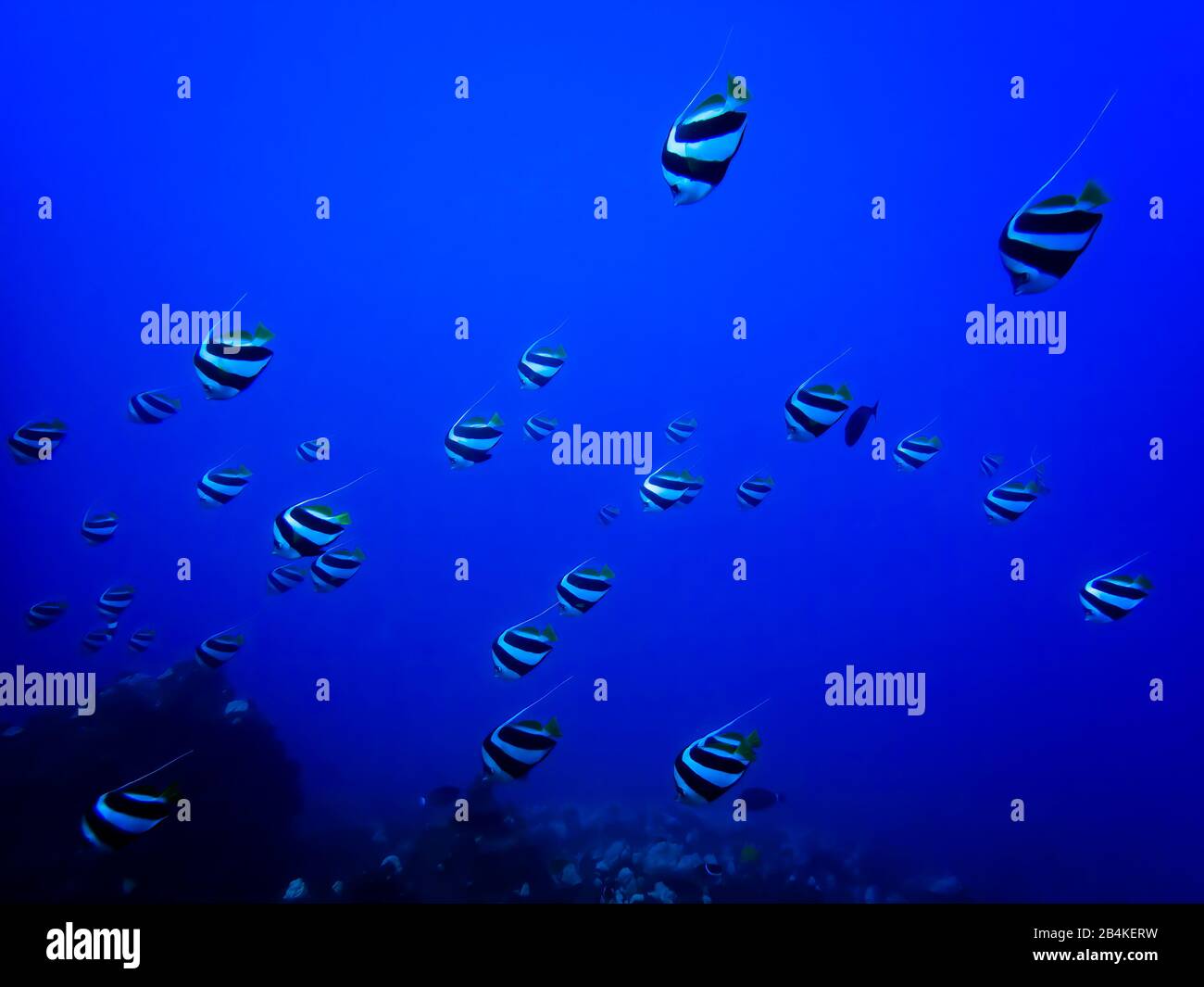 Large school of tropical pennant fish swimming in blue sea off Hawaii. Stock Photo