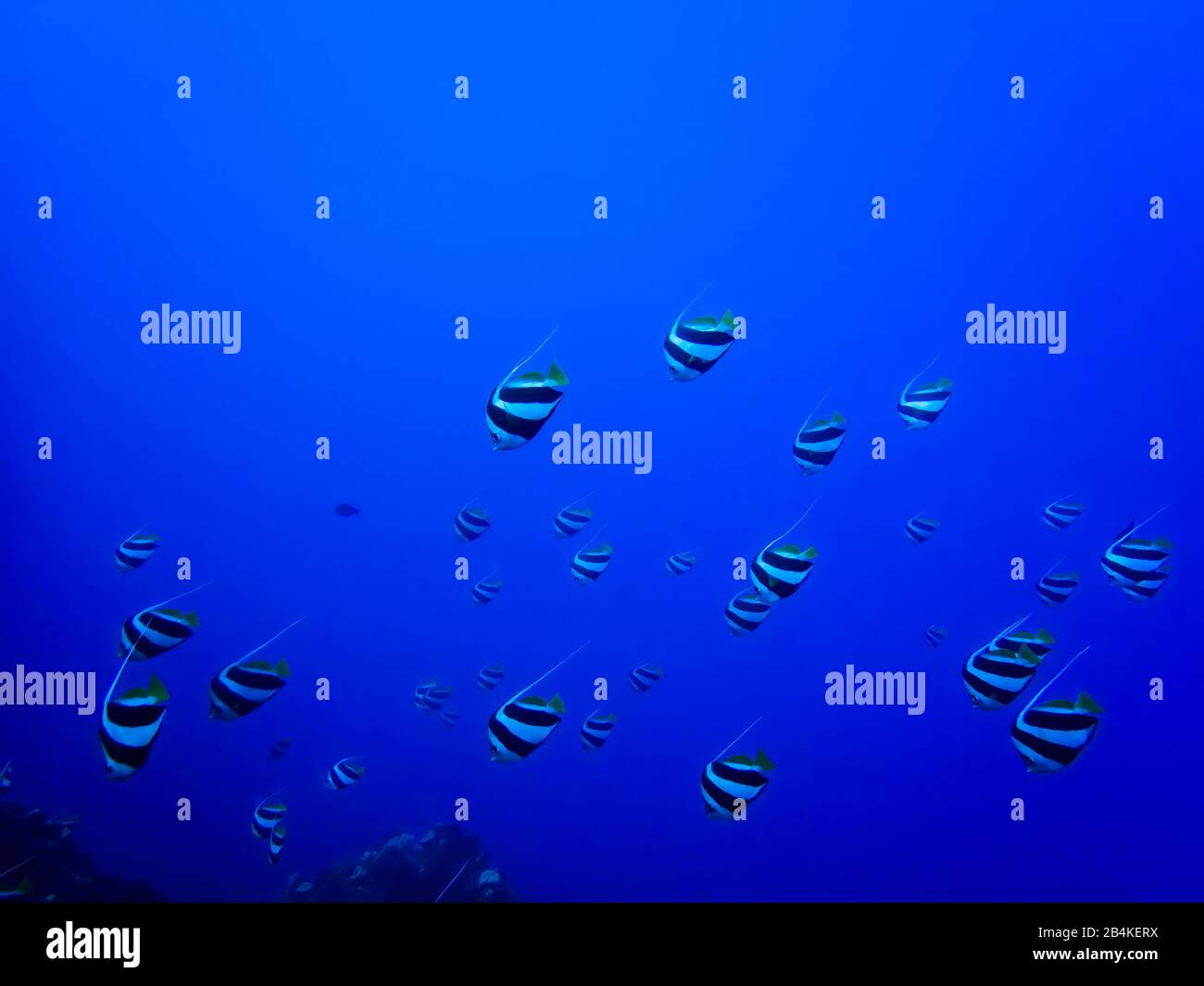 School of tropical pennant fish swimming in blue underwater image in Hawaii. Stock Photo