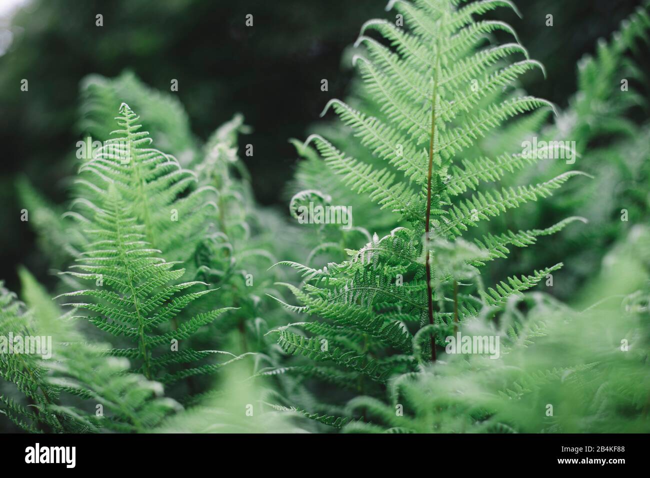 Ferns habitats hi-res stock photography and images - Alamy