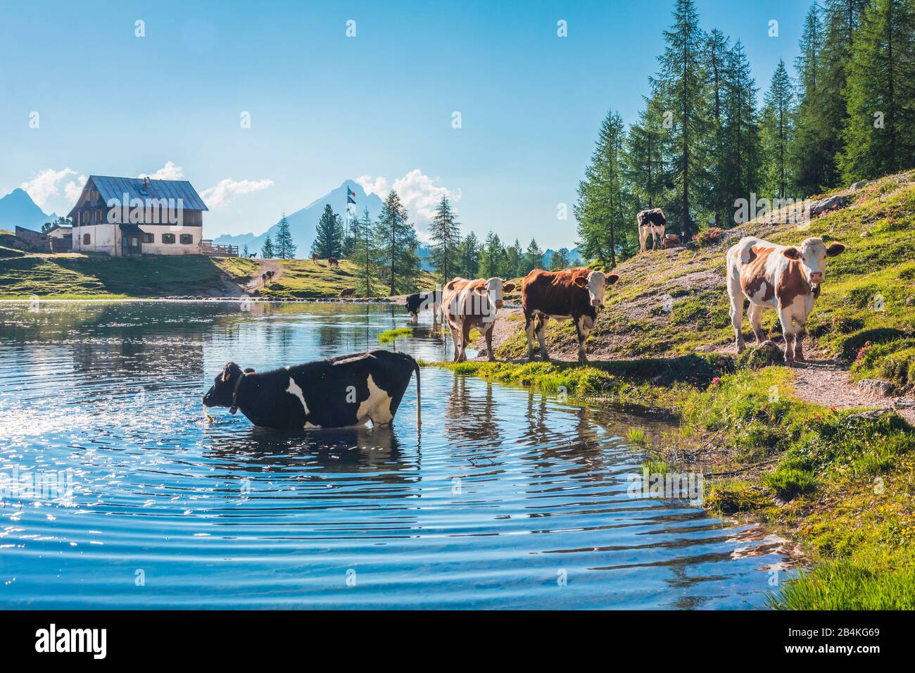 grazing cows bathe in the lake Federa near Croda da Lago, Cortina d'Ampezzo, Belluno, Veneto, Italy Stock Photo