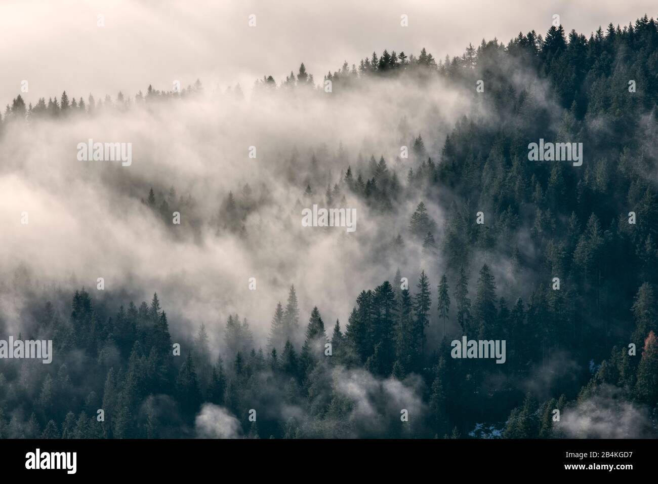 fir forest on a wet day, Dolomiti, Belluno, Veneto, Italy Stock Photo