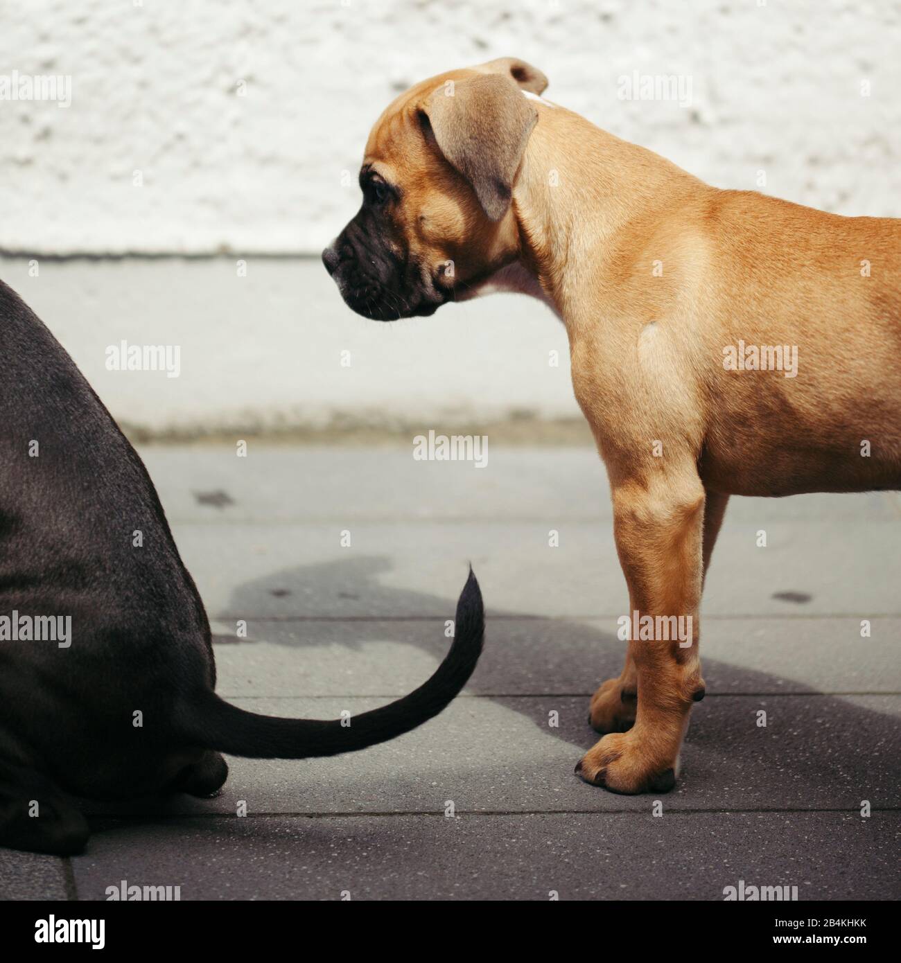 Two dogs playing outside hi-res stock photography and images - Alamy