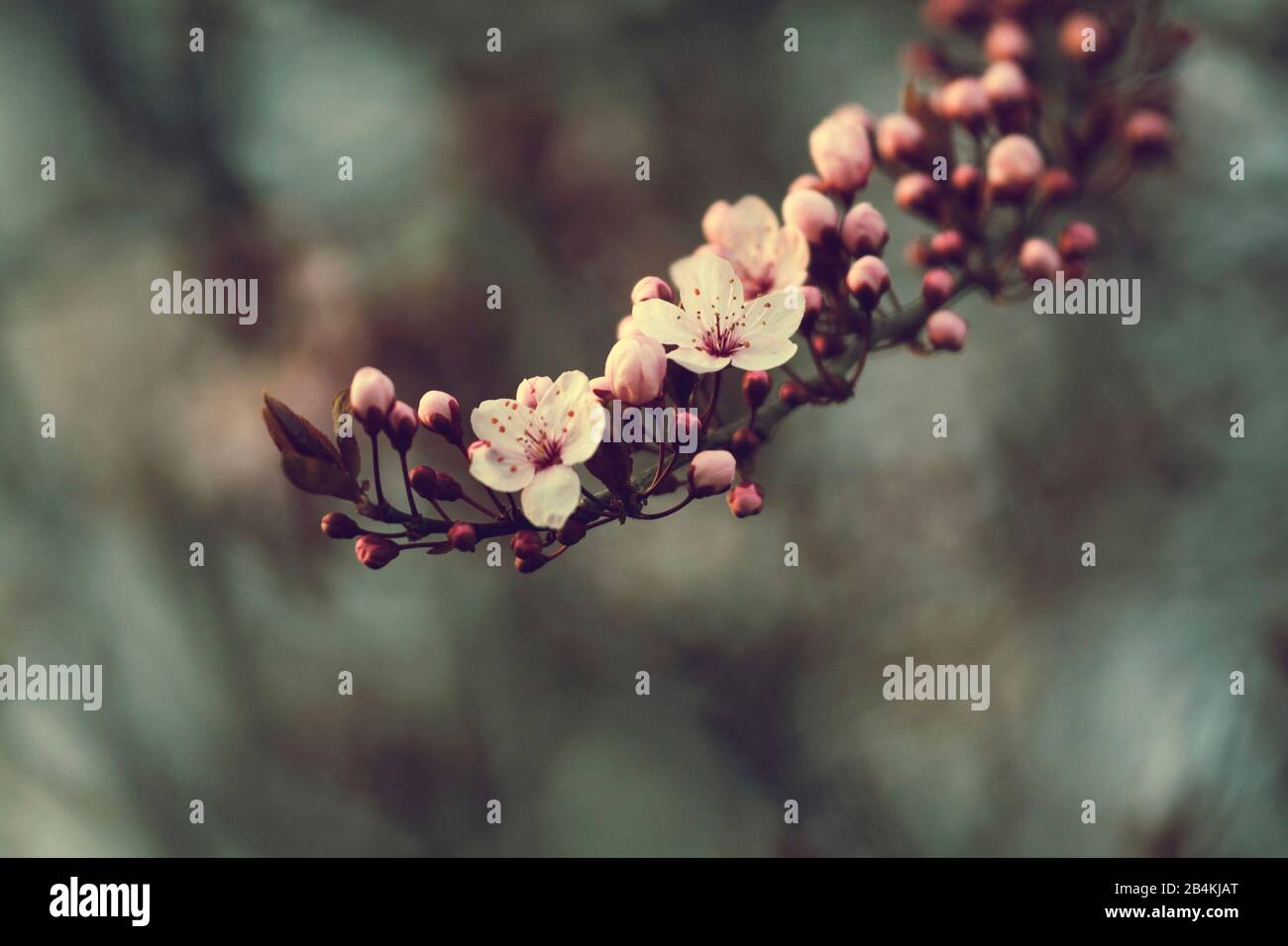 Plant details, flowering branch of a blood plum, Prunus cerasifera Stock Photo