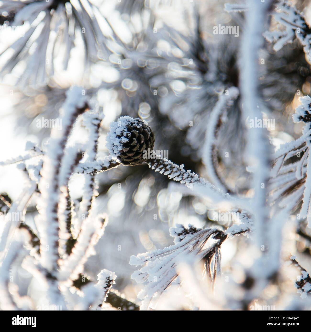 Pine branch with cones hi-res stock photography and images - Alamy