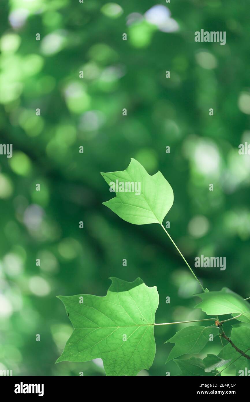 Tulip tree, leaves, detail, Liriodendron tulipifera Stock Photo Alamy