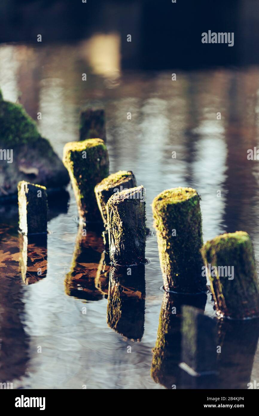 Wooden posts in the water, groyne Stock Photo Alamy