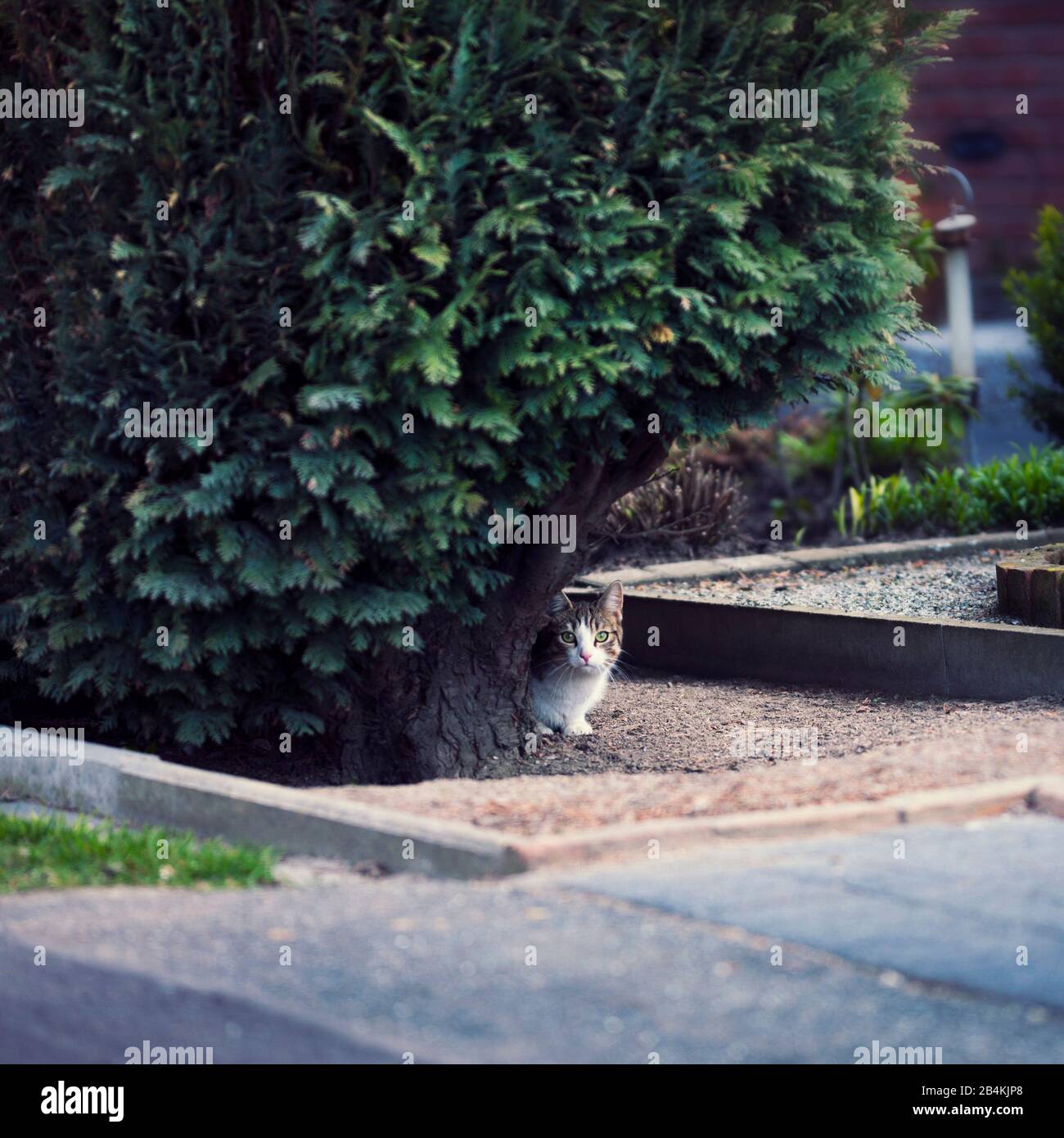 Domestic cat in the garden Stock Photo - Alamy