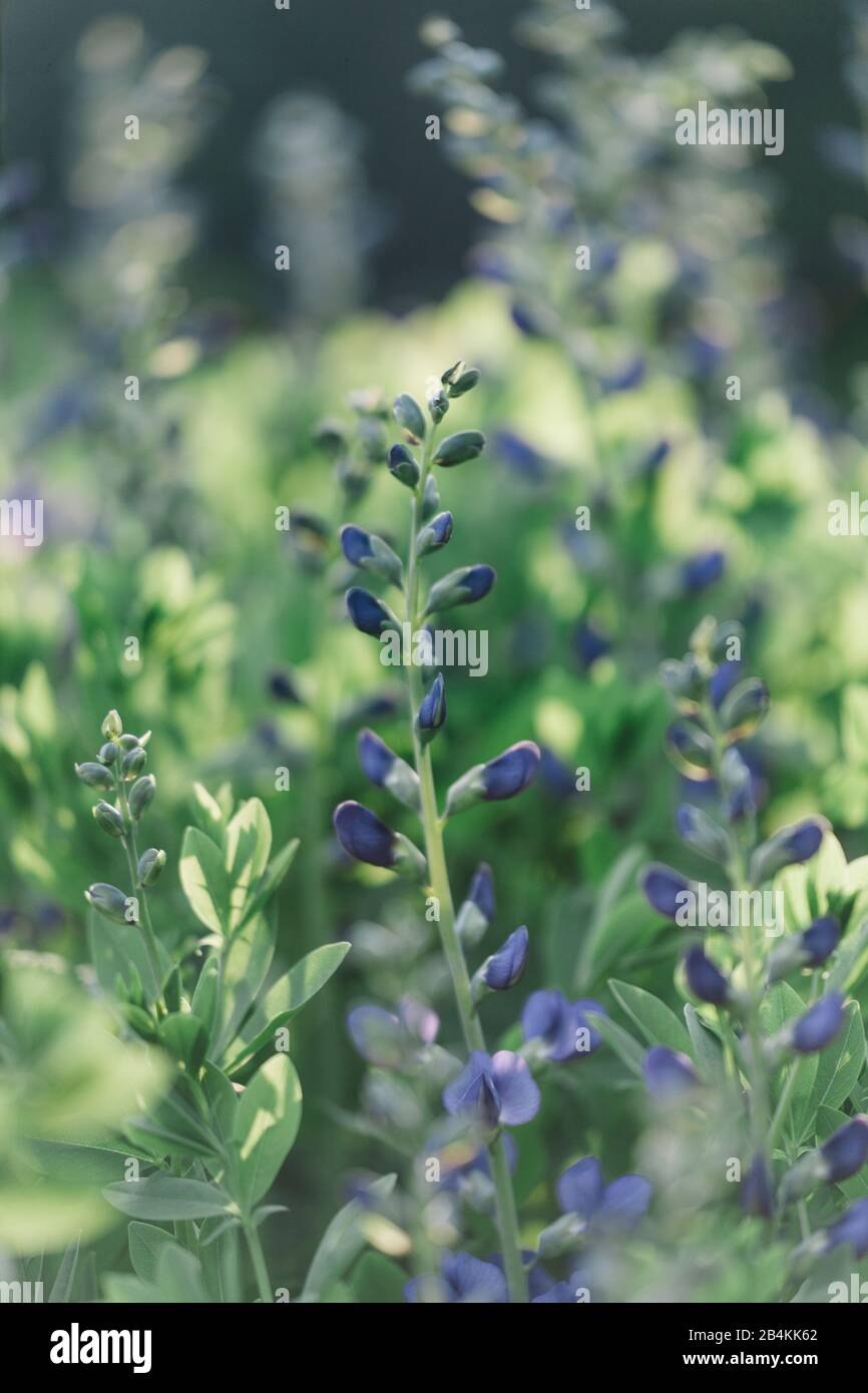 Plant details, purple blooming garden flowers, close-up Stock Photo