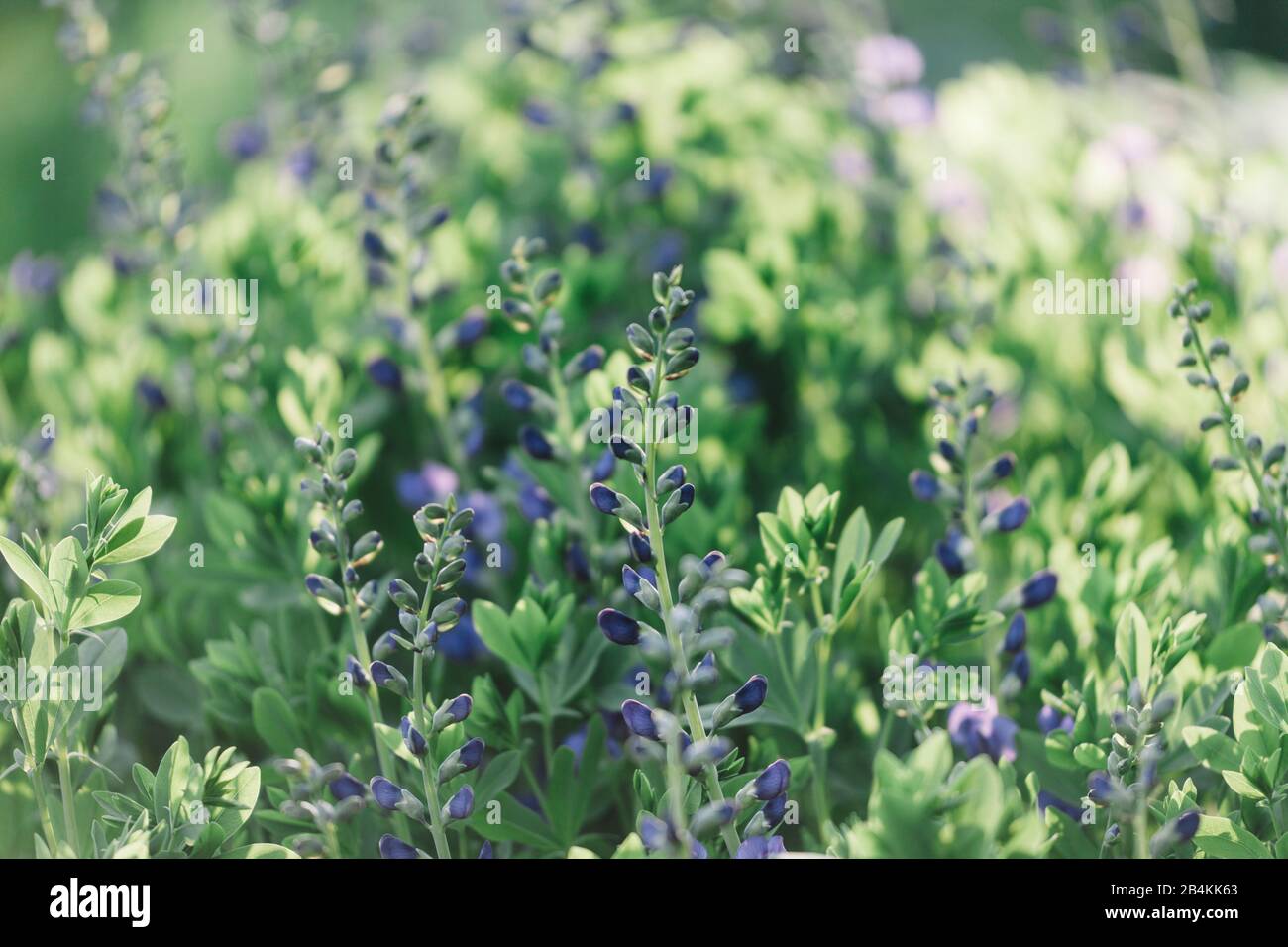 Plant details, purple blooming garden flowers, close-up Stock Photo
