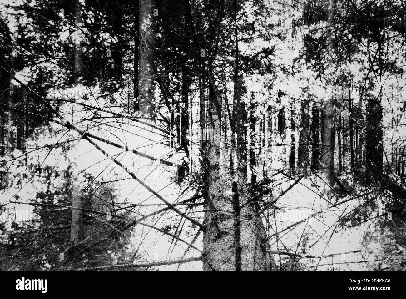 Forest in summer, b / w, composing Stock Photo