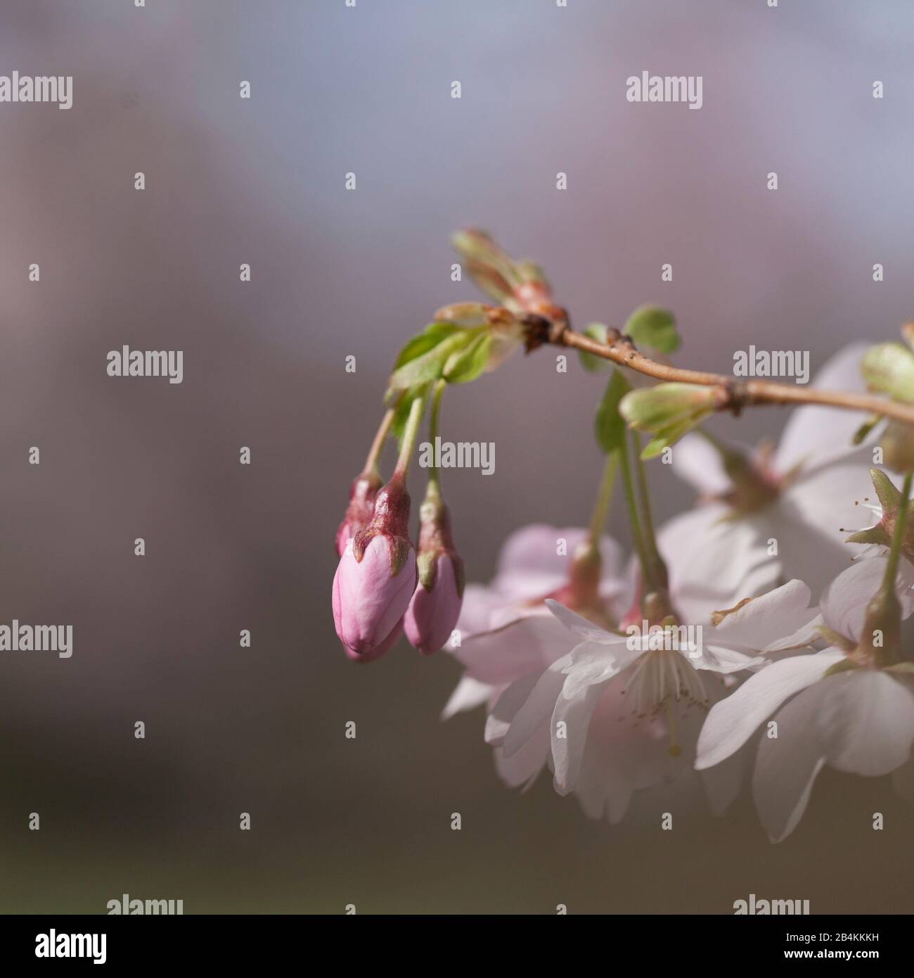 Flowery branch hi-res stock photography and images - Alamy