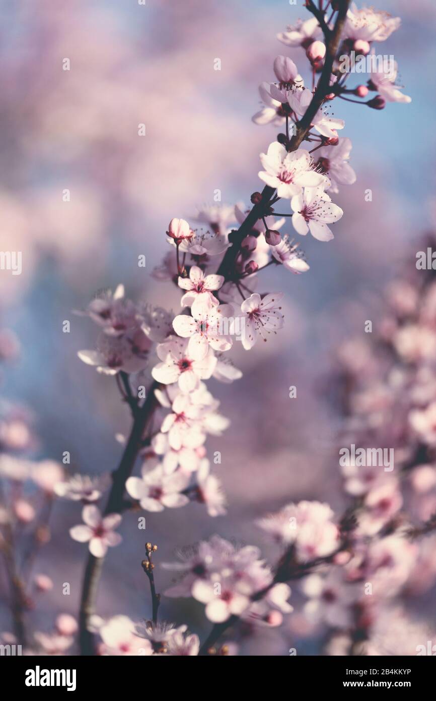 Flowering branch of a blood plum, close-up, Prunus cerasifera Stock Photo