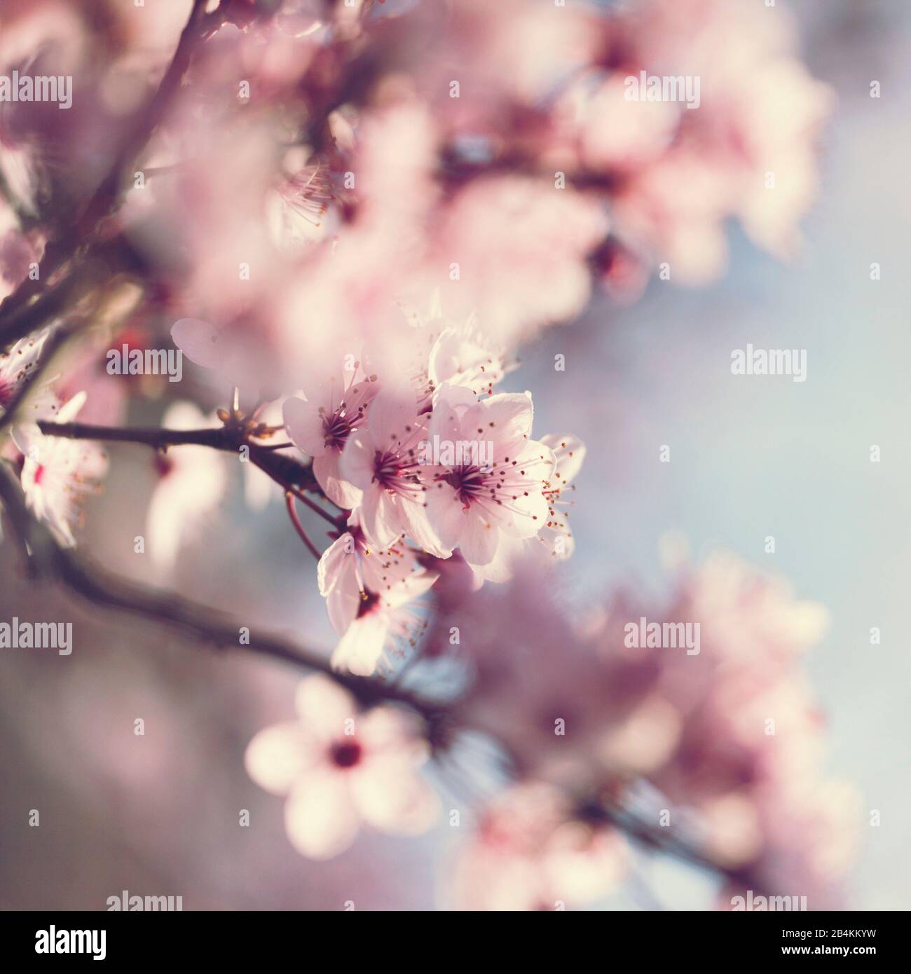 Flowering branch of a blood plum, close-up, Prunus cerasifera Stock Photo