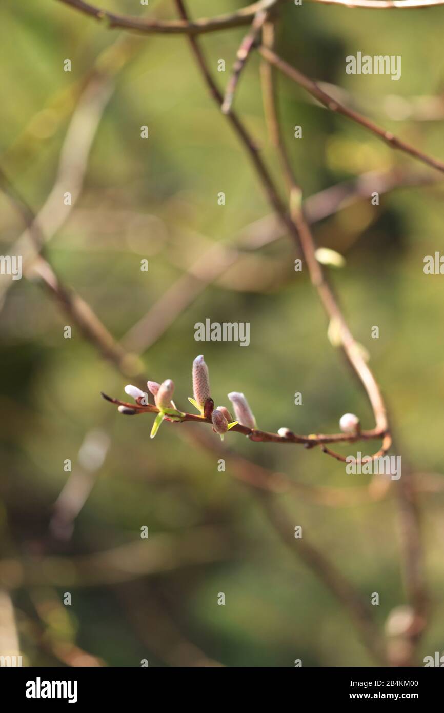 Catkins willow tree hires stock photography and images Alamy