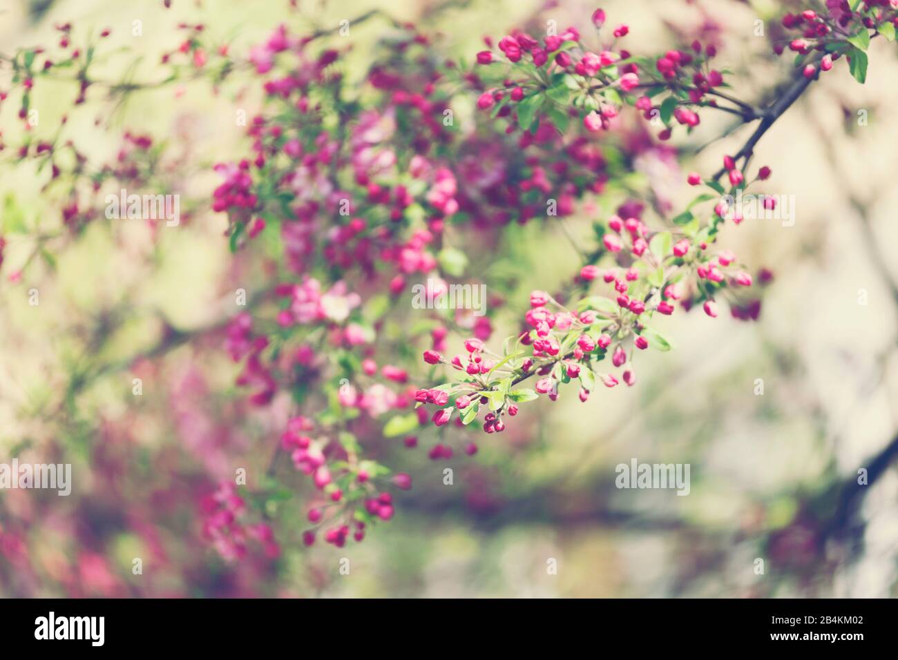 Colorful flower on branch hi-res stock photography and images - Alamy