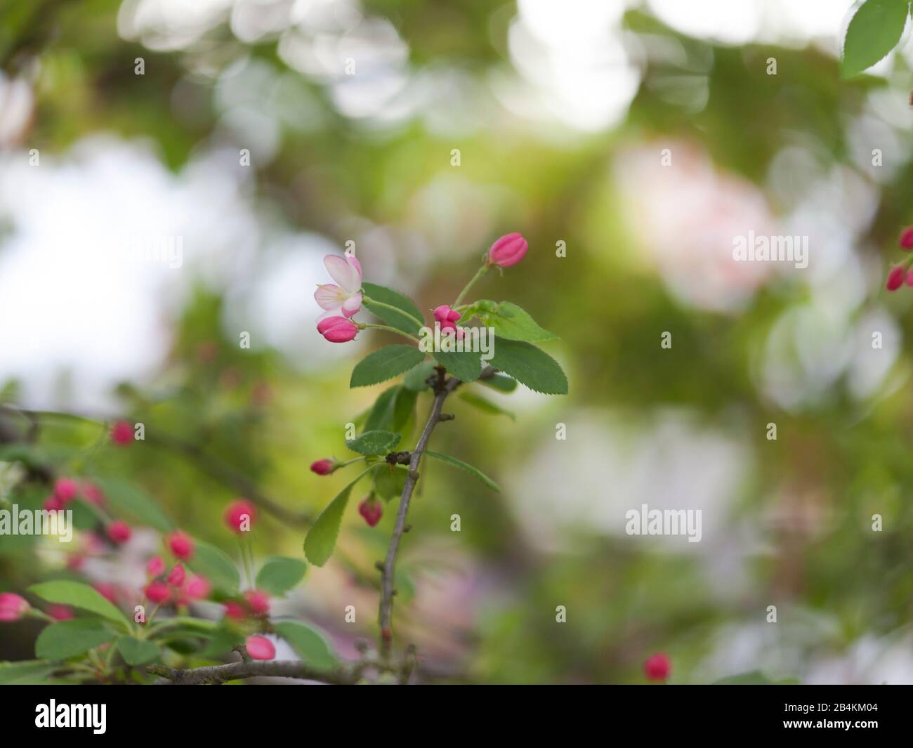 Double flower branch hi-res stock photography and images - Alamy