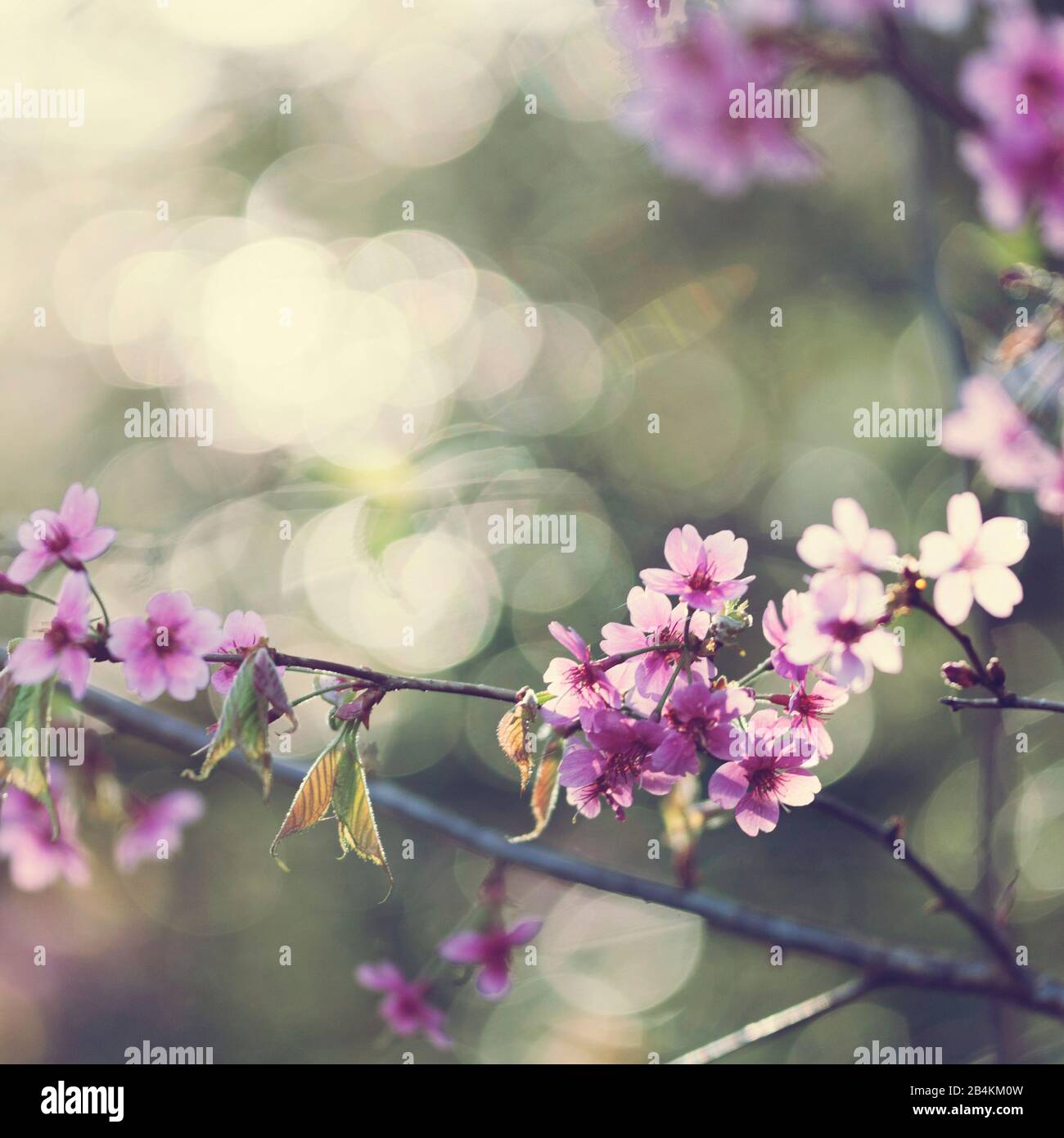 Double flower branch hi-res stock photography and images - Alamy