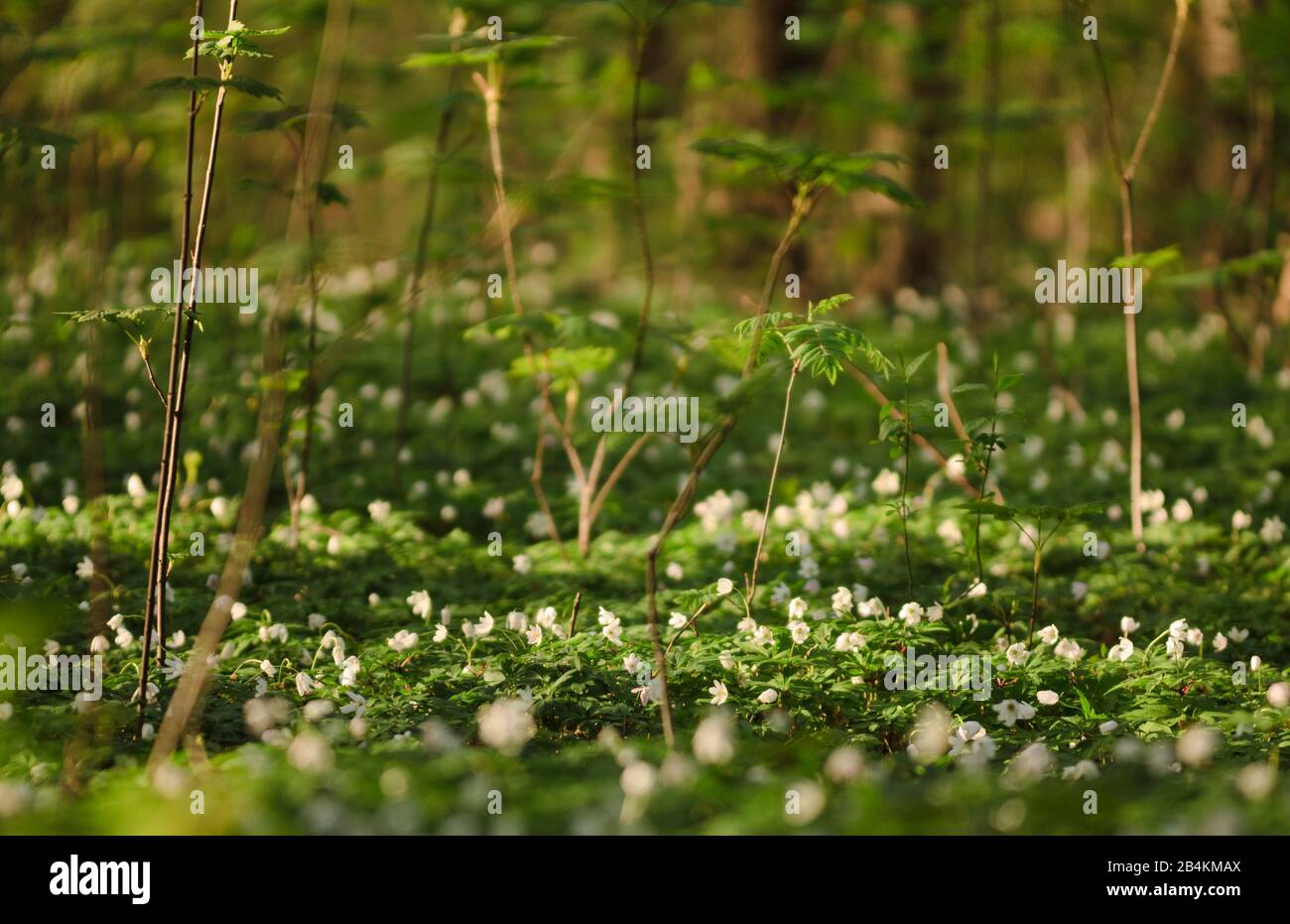 Wood anemone, carpet of flowers, Composing, Anemone nemorosa Stock Photo