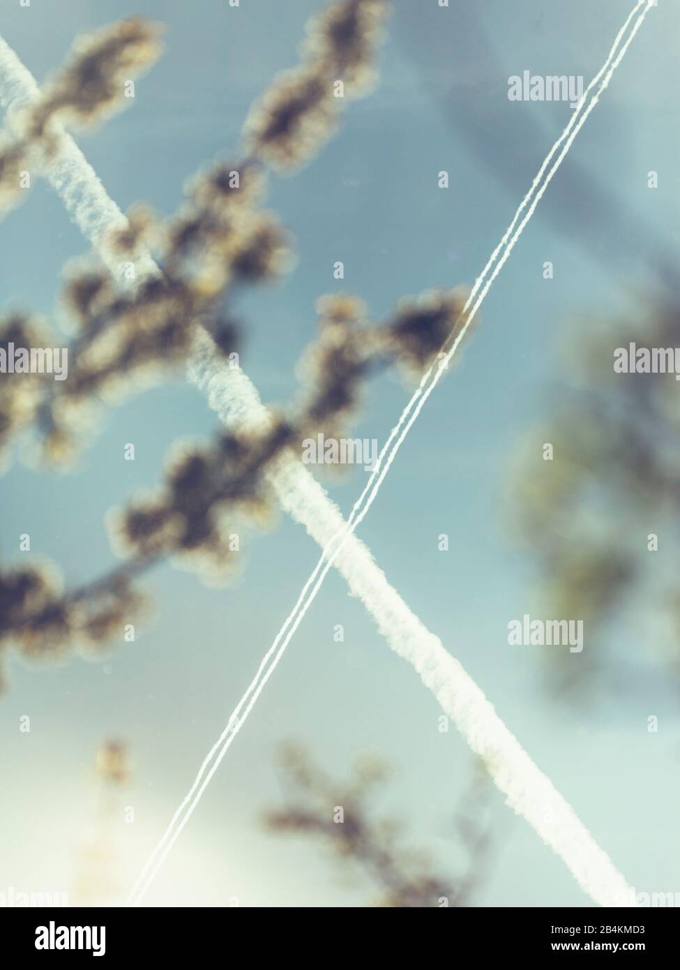Nature details, branches, out of focus in the foreground, sky, contrails of two planes cross Stock Photo