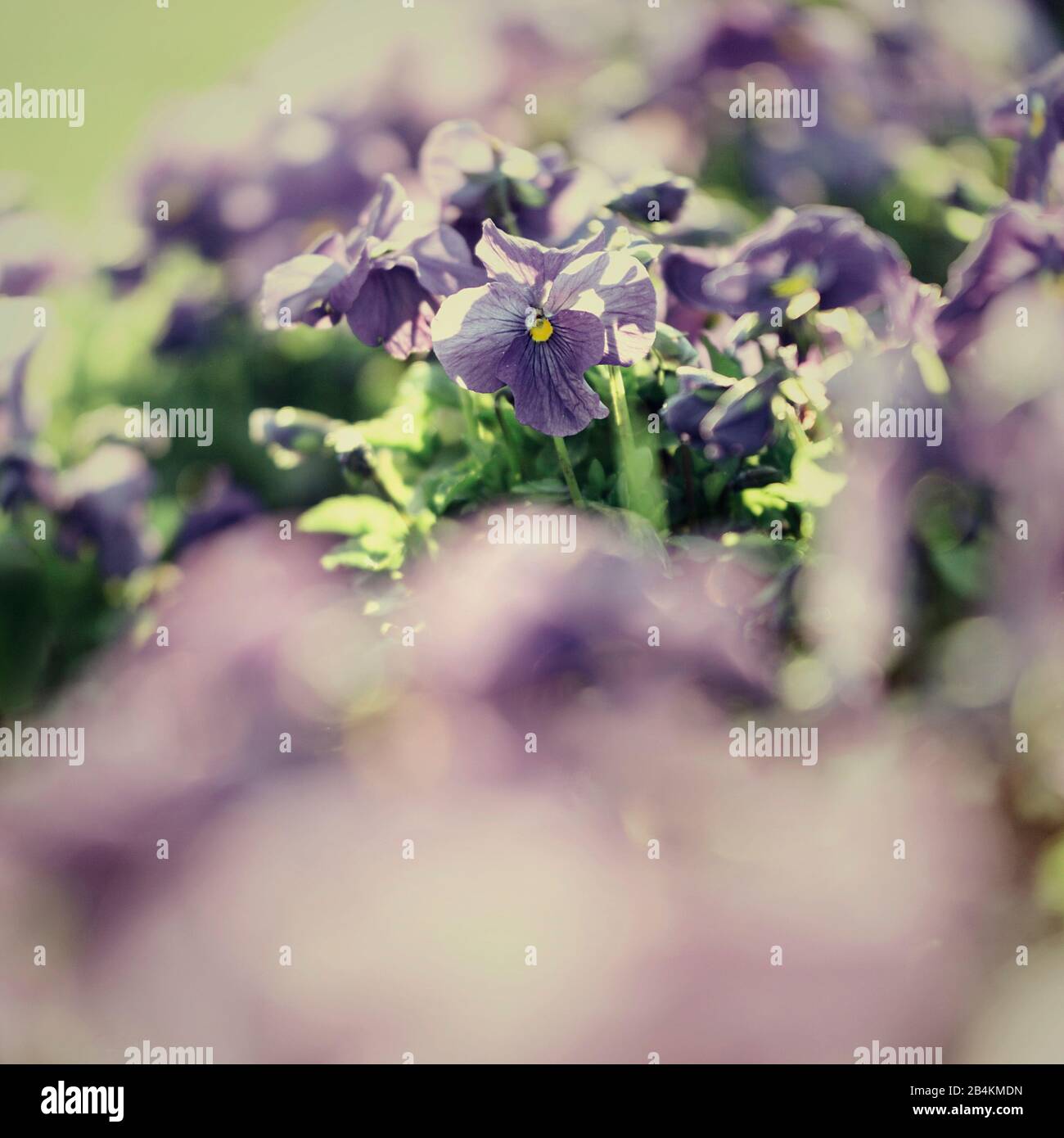 Pansies in a flower bed, viola Stock Photo