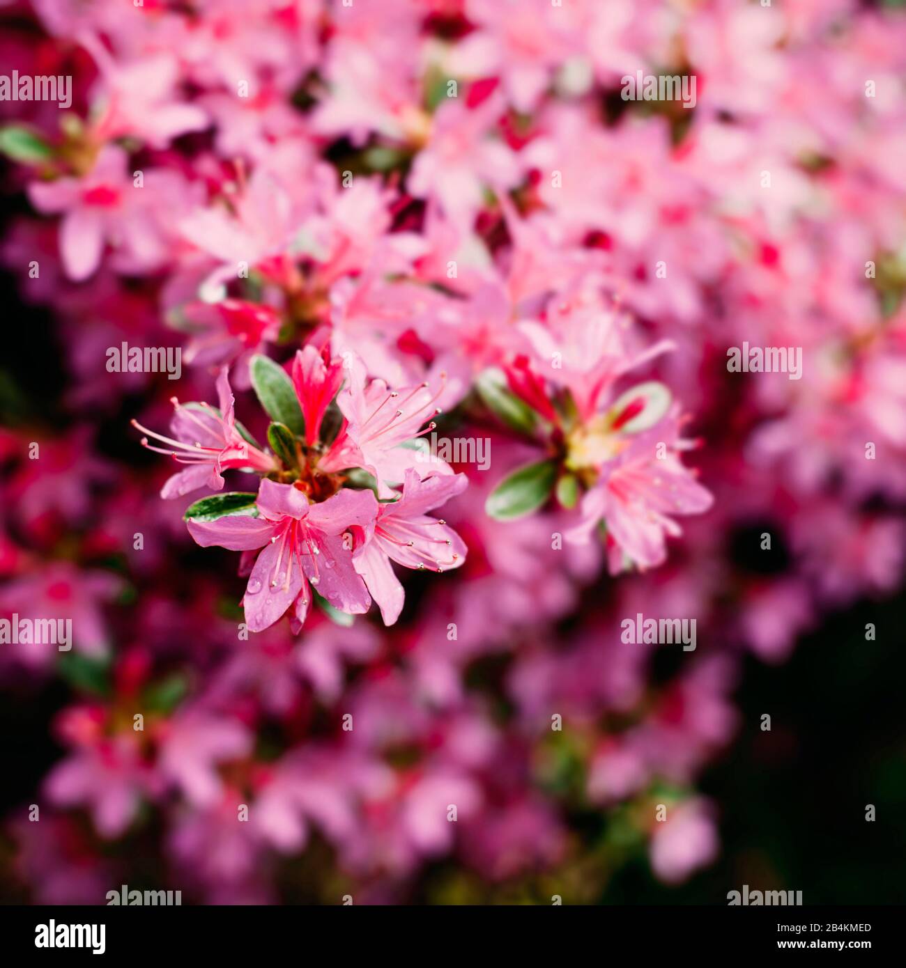 Nature details, blooming rhododentron, close-up Stock Photo