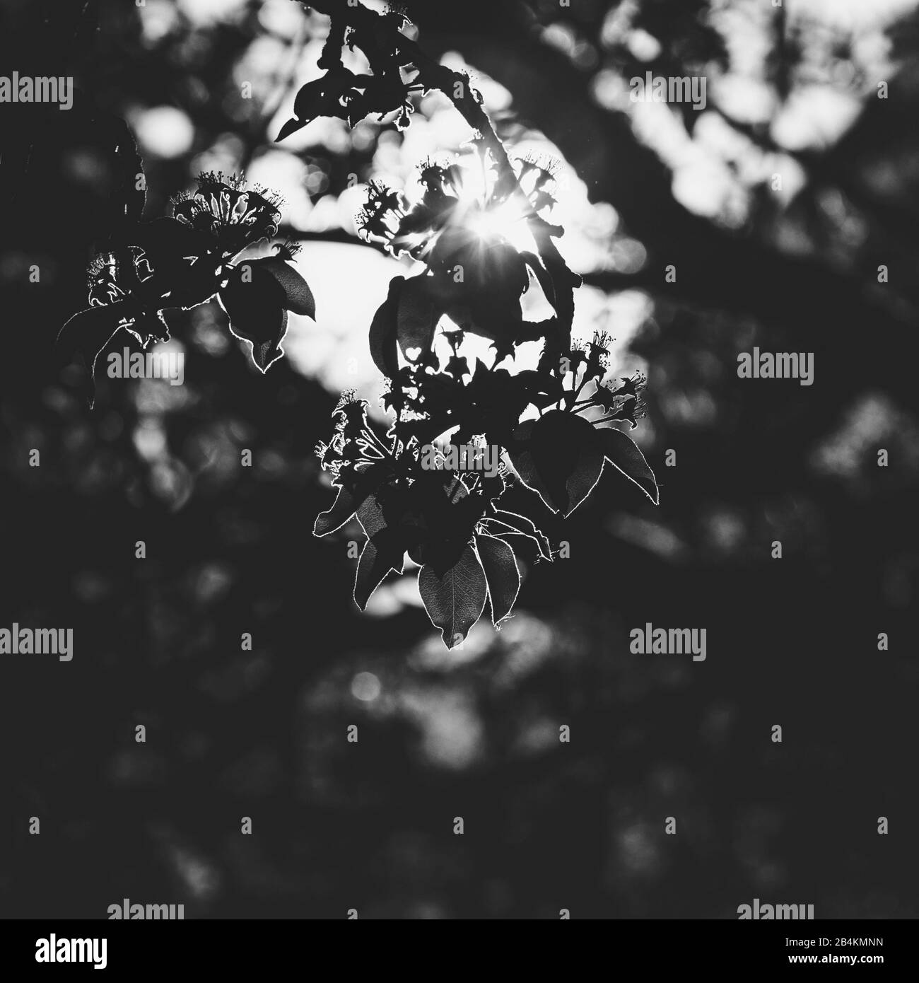 Nature details, branches in the back light with flowers, b / w Stock Photo