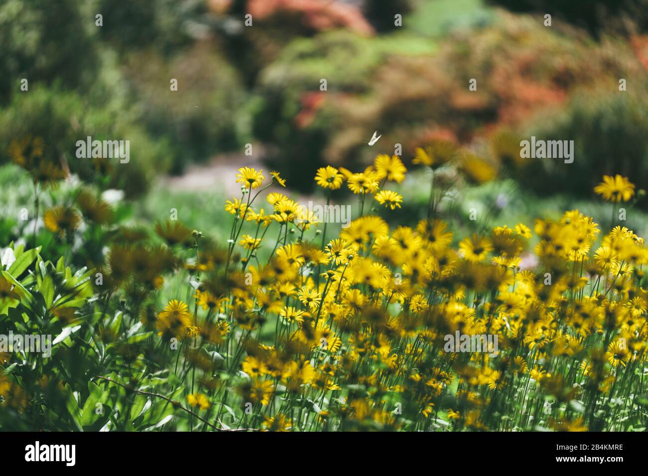 Meadow with flowering leopard's bane, Doronicum Stock Photo