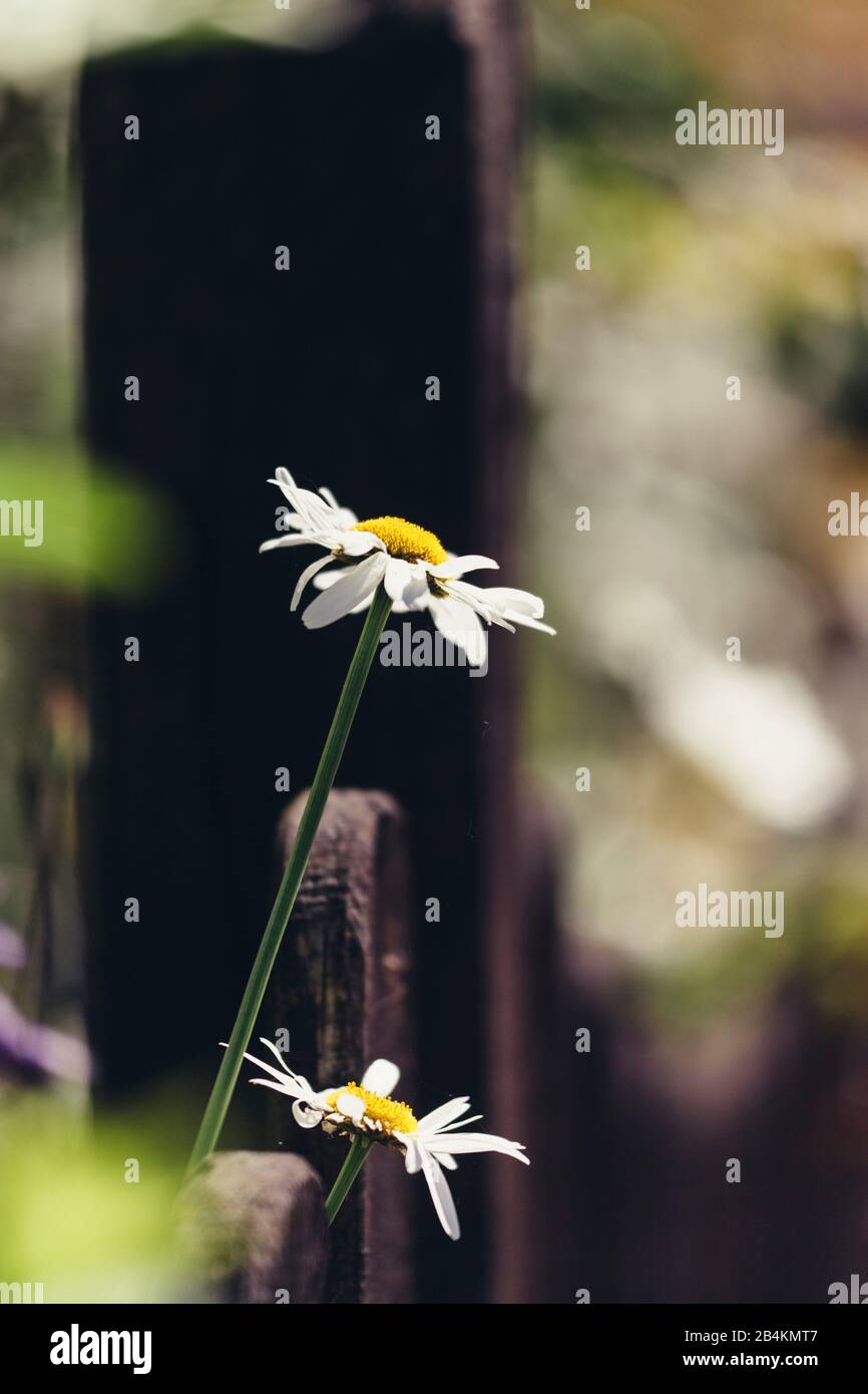 Flowering daisies, close-up, Leucanthemum Stock Photo