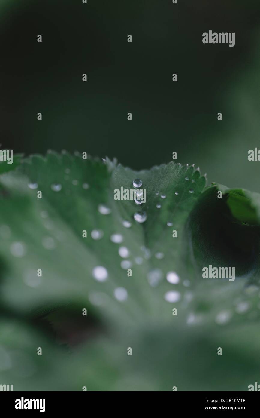 Water drops on lotus leaf hi-res stock photography and images - Alamy