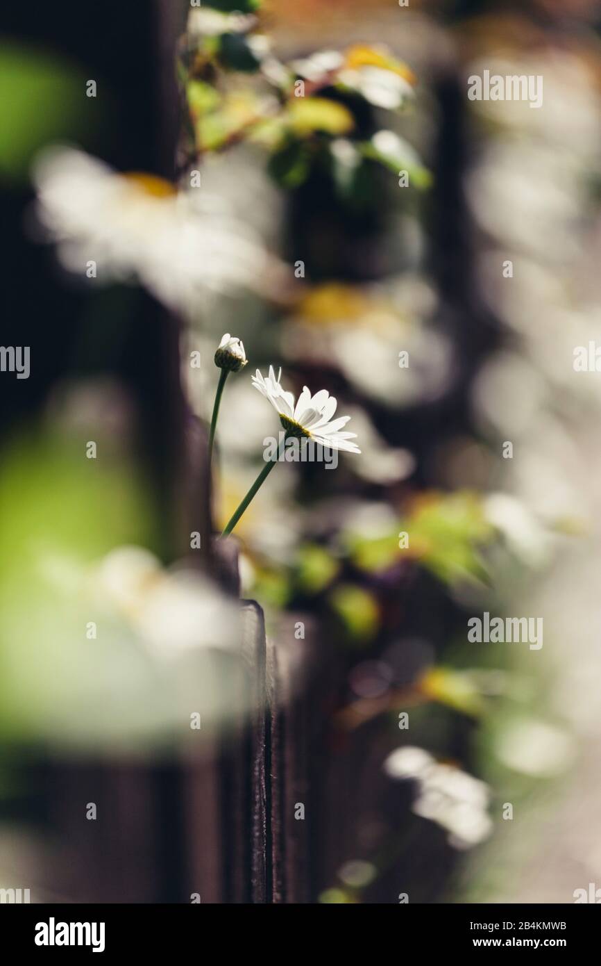 Flowering daisies, alienated, composing, leucanthemum Stock Photo