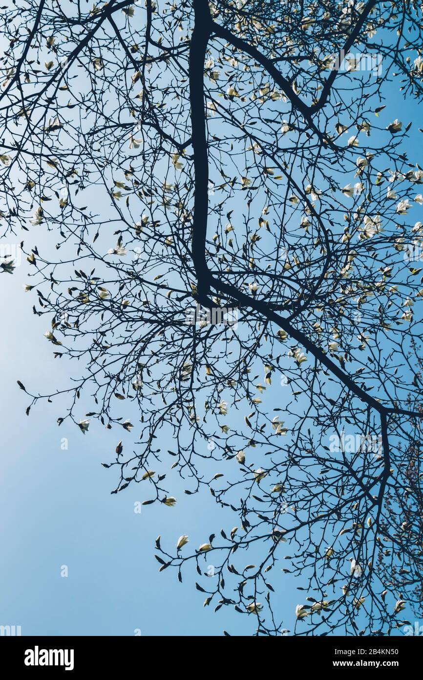 Magnolia tree with buds in spring, magnolia Stock Photo - Alamy