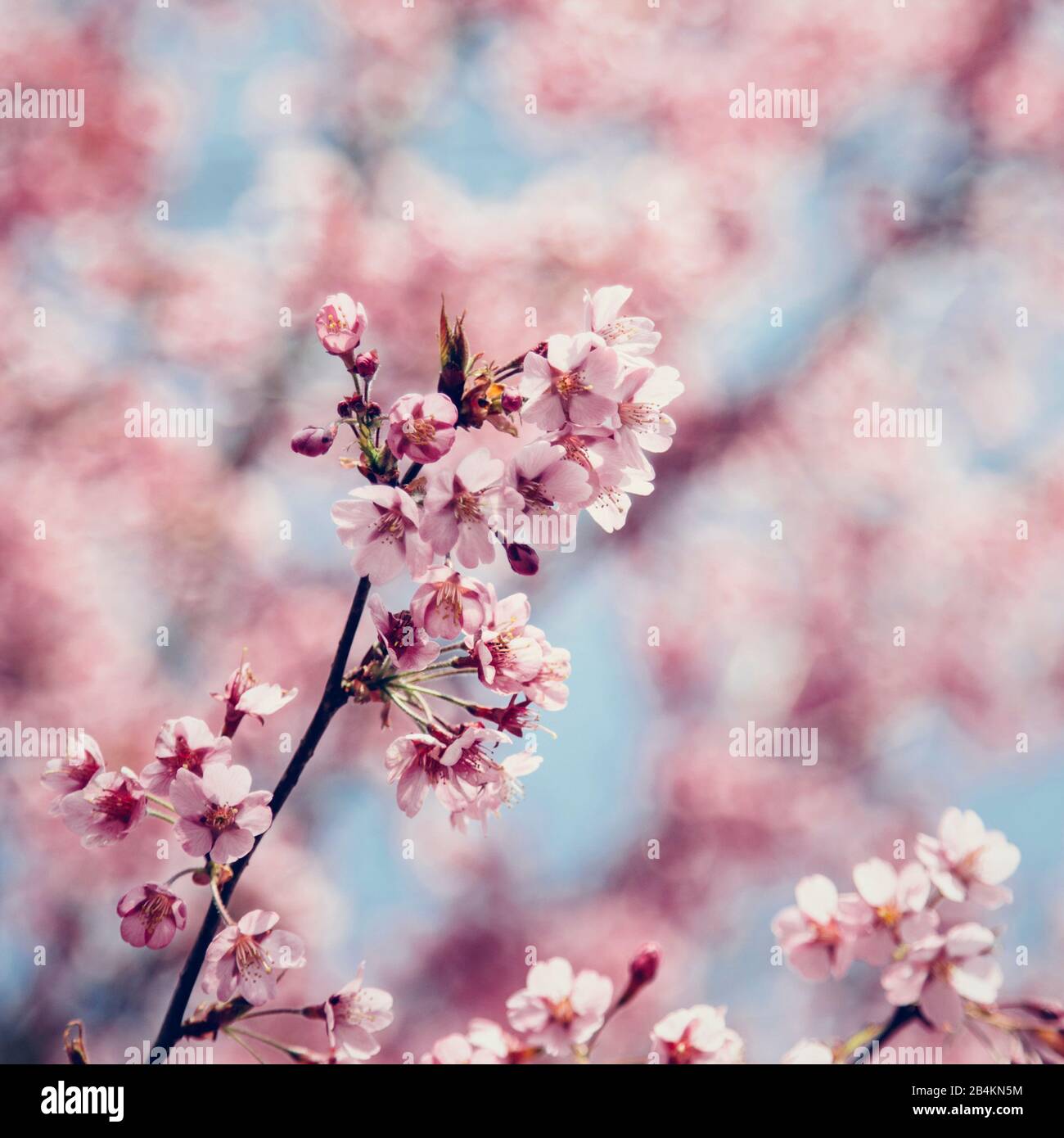 Flowering branches of a blood plum, close-up, Prunus cerasifera Stock Photo