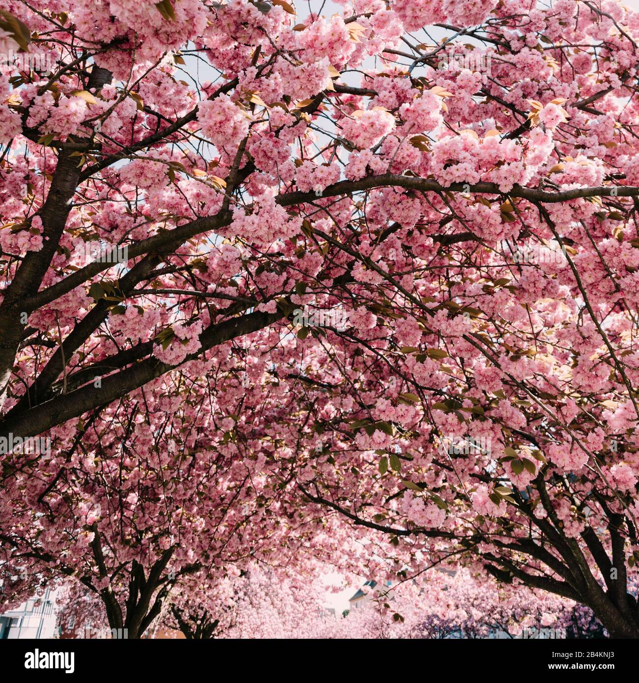 japanese cherry trees, blooming, close-up, Prunus serrulata Stock Photo