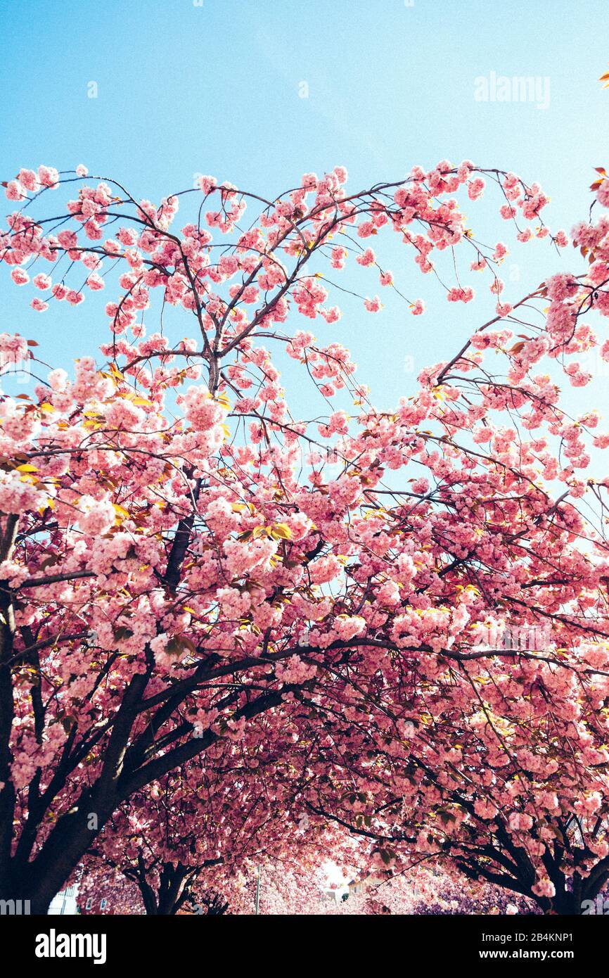 japanese cherry trees, blooming, close-up, Prunus serrulata Stock Photo
