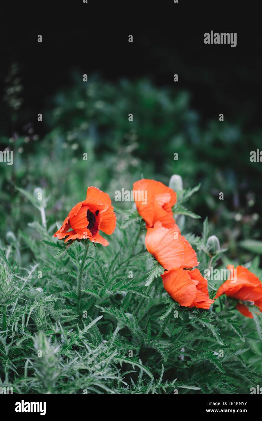 Turkish poppy in meadow, close-up, Papaver orientale Stock Photo
