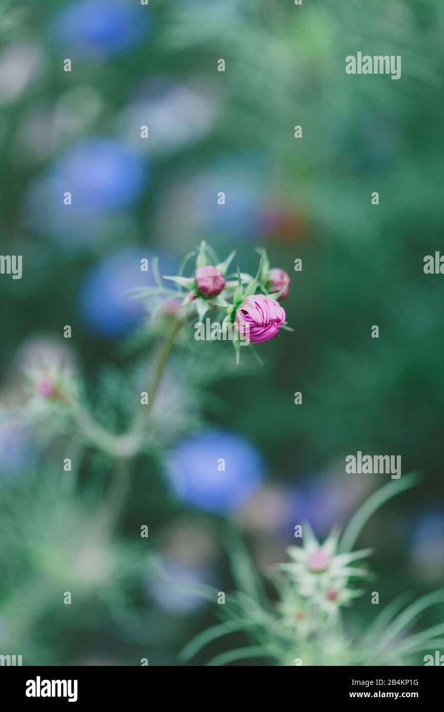 Blooming peony, close-up,Paeonia) Stock Photo