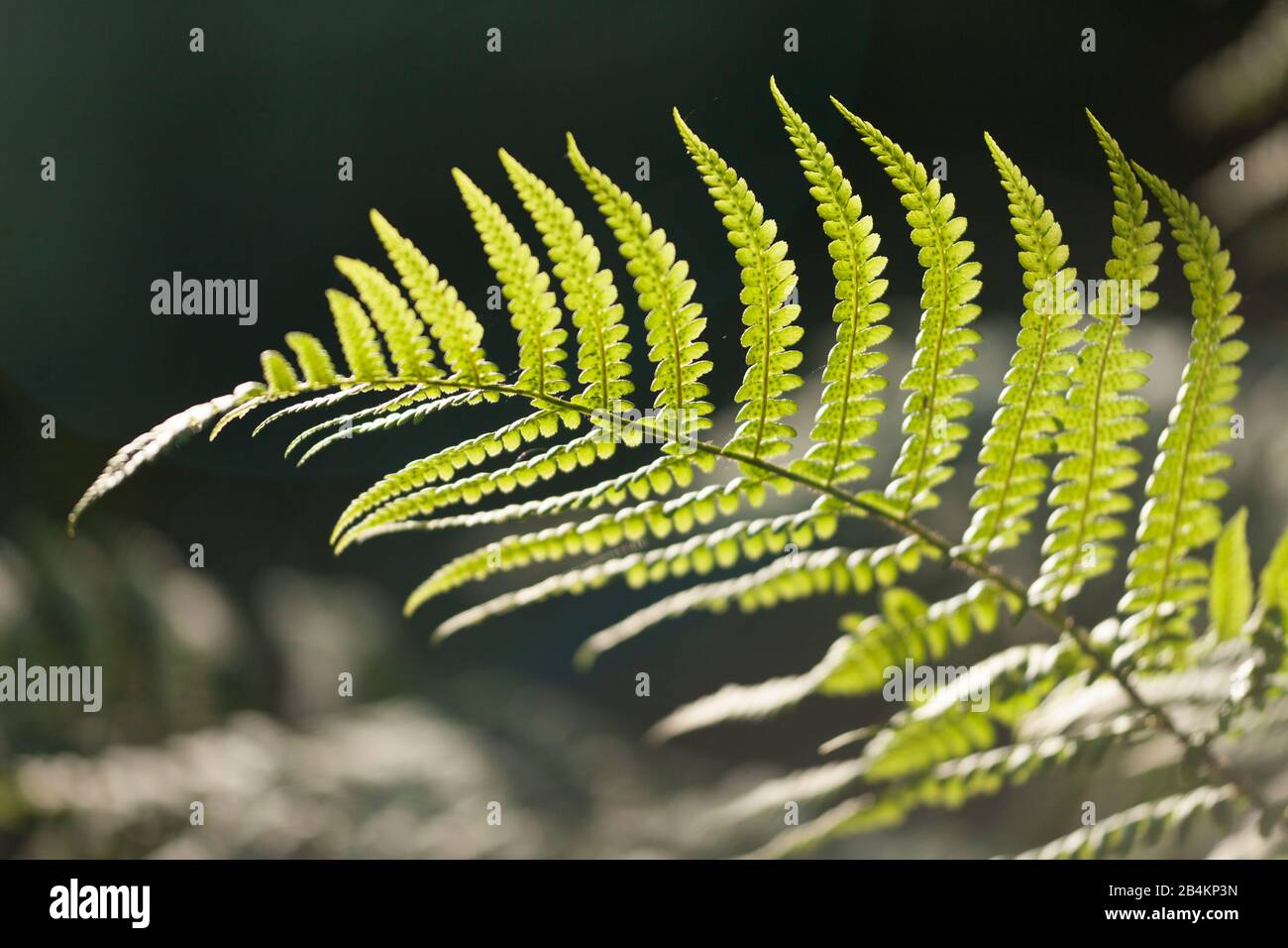 Moody green fern forest hi-res stock photography and images - Alamy