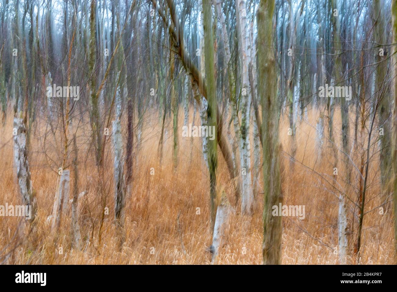 Osterwald bei Zingst, photographed blurred Stock Photo