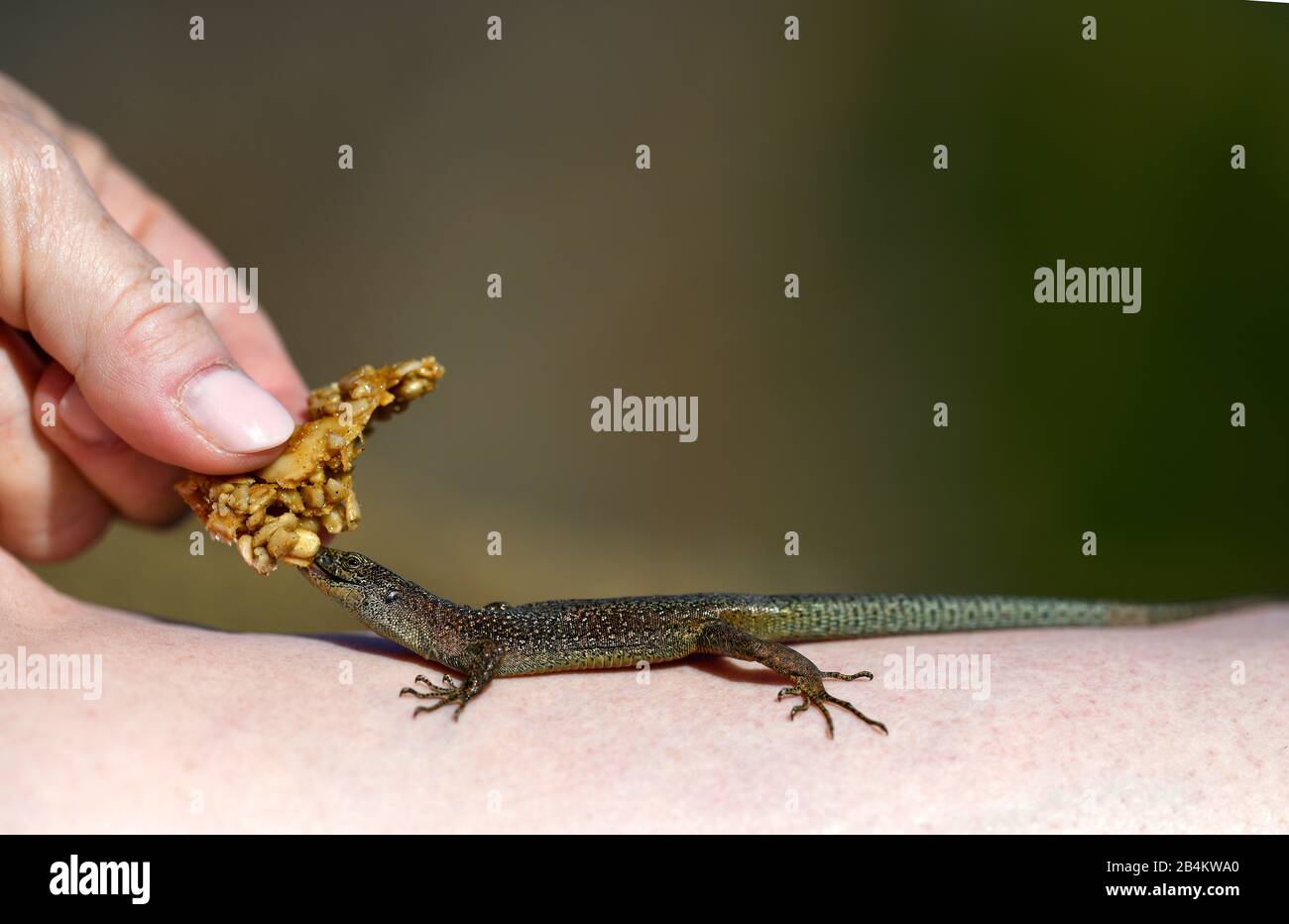 Madeira Lizard or Madeira Wall Lizard (Teira dugesii), eats out of the hand, Madeira Island, Portugal Stock Photo